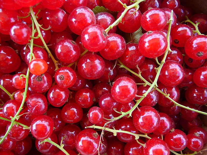 Файл:Rote Johannisbeeren frisch gepflückt.JPG