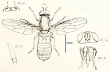 ScenopinusFenestralisInsectaBritannicaDiptera.jpg