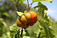 Nakati, Ethiopian eggplant