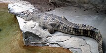 False gharial (Tomistoma schlegelii)