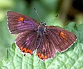 Purple Sapphire (Heliophorus epicles) UP @ Jairampur, Arunachal Pradesh, India.