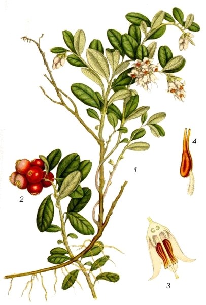 Файл:Vaccinium vitis-idaea L..jpg