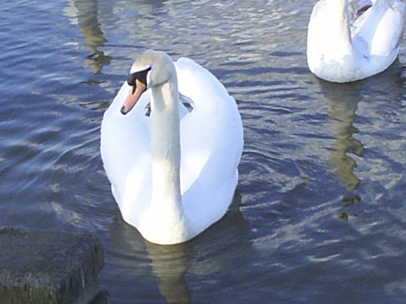 File:White swan 1.jpg