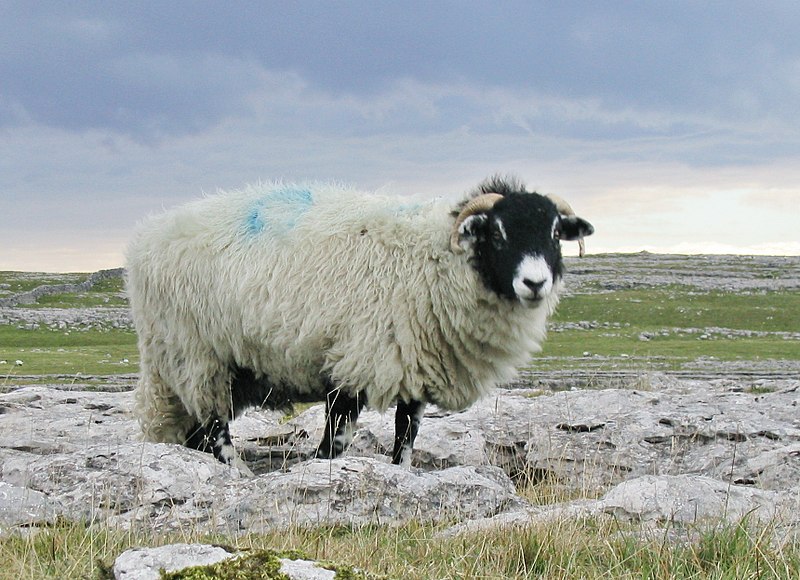 File:Yorkshire dales sheep.jpg