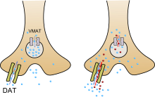 Amphetamine mechanism of action.svg