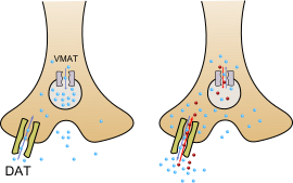 Файл:Amphetamine mechanism of action.svg