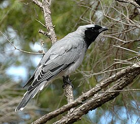 Масковый сорокопутовый личинкоед (Coracina novaehollandiae)