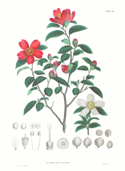 Файл:Camellia sasanqua SZ83.png