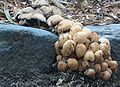 unknown species of fungus, Bundoora Park (Melbourne)