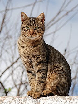 Tabby cat