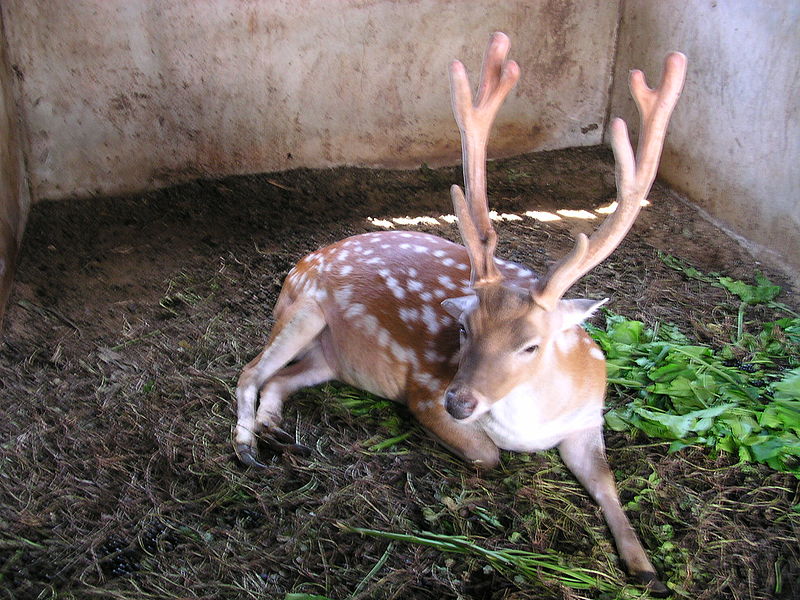 File:Cervus nippon taioanus.JPG