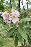 ×Chitalpa tashkentensis 'Pink Dawn'