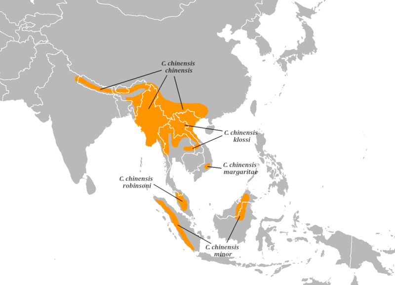 File:Cissa chinensis distribution map.png