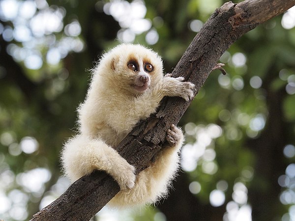 爪哇懶猴（英語：Javan slow loris）（Nycticebus javanicus）是一種原猴靈長類動物，分佈於印尼爪哇島西部和中部，與懶猴、風猩（英語：Bengal slow loris）的關係最相近。該物轉有兩種形態，依據毛髮長度及顏色區分。