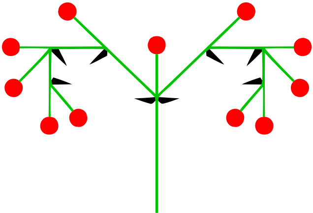 Файл:Doppelschraubel (inflorescence).svg