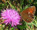 莧紅眼蝶 Erebia euryale