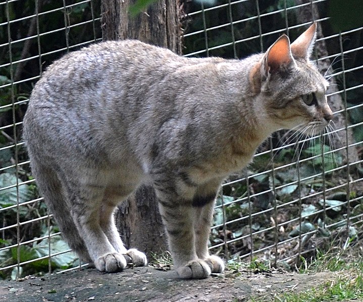 File:Felis lybica.jpg