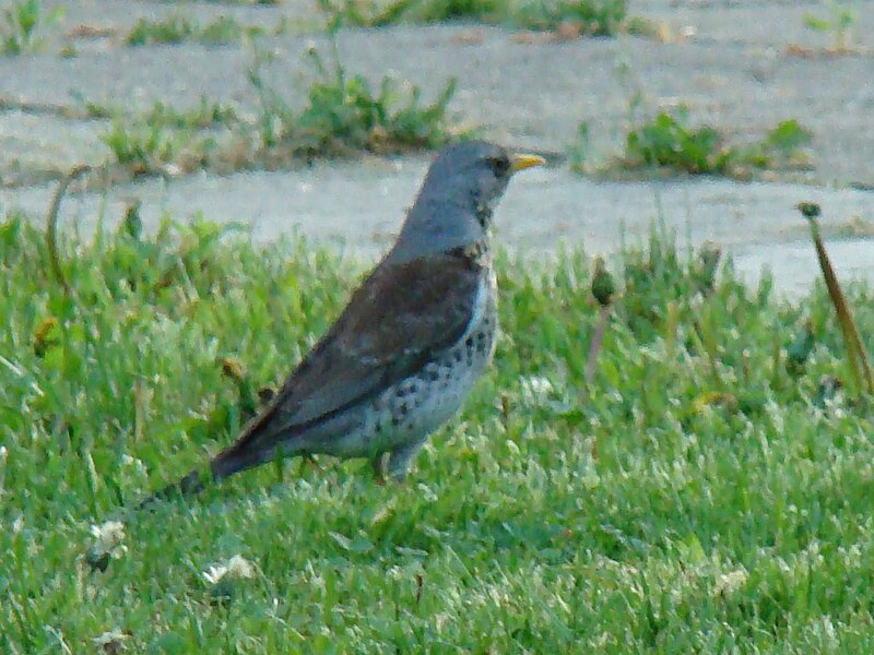 File:Fieldfare-Mindaugas Urbonas.jpg