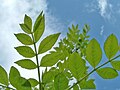 Young spring leaves of subsp. angustifolia, known as Desert Ash in Australia, where it is classed as a weed.[7]