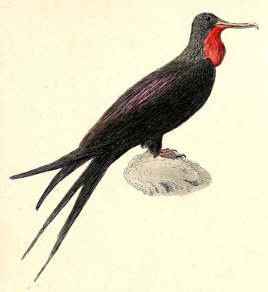 File:Fregata aquila 1832.jpg