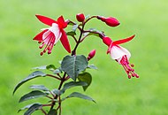 Fuchsia "Twinny", Netherlands