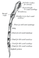 Lateral border of breastbone.