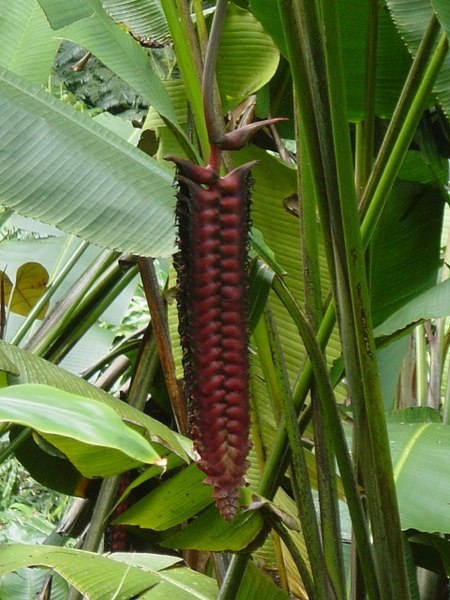 File:HHeliconia.JPG