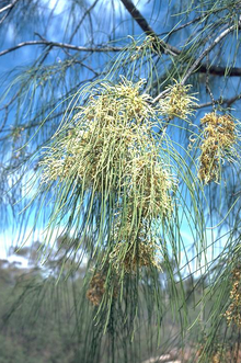 Hakea fraseri.png