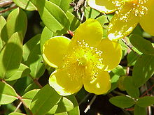 Hypericum moserianum0.jpg