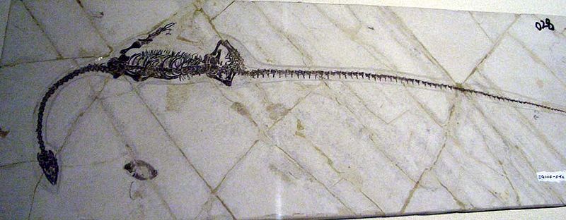 File:Hyphalosaurus baitaigouensis 2.JPG