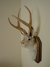 Jackalope