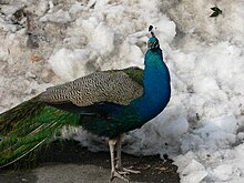 MP-Pavo cristatus 5.jpg