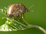 Megacopter cribraria on a leaf