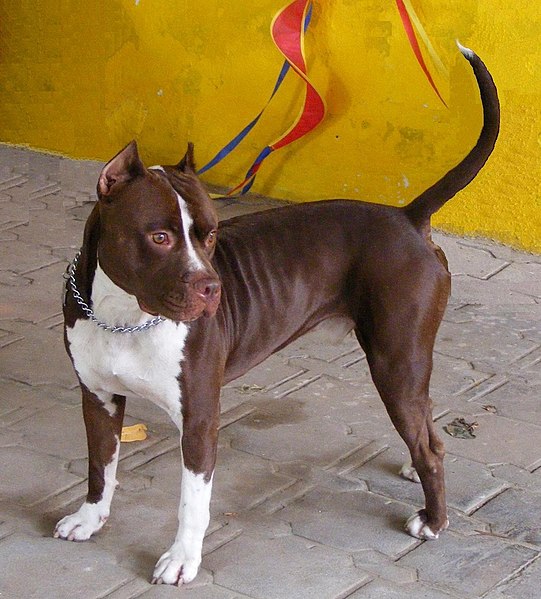 File:Pit Bull Red Nose-Tyson.JPG