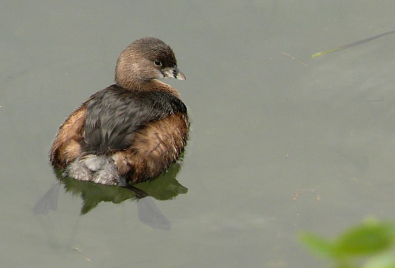 Файл:Podilymbus podiceps podiceps (2).jpg