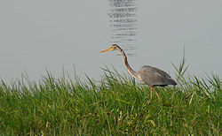 Sulur Lake