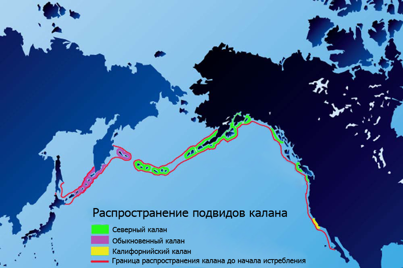 Файл:Sea-otter-map russ.png