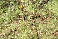 Mature native asparagus with seed pods in Saskatchewan, Canada