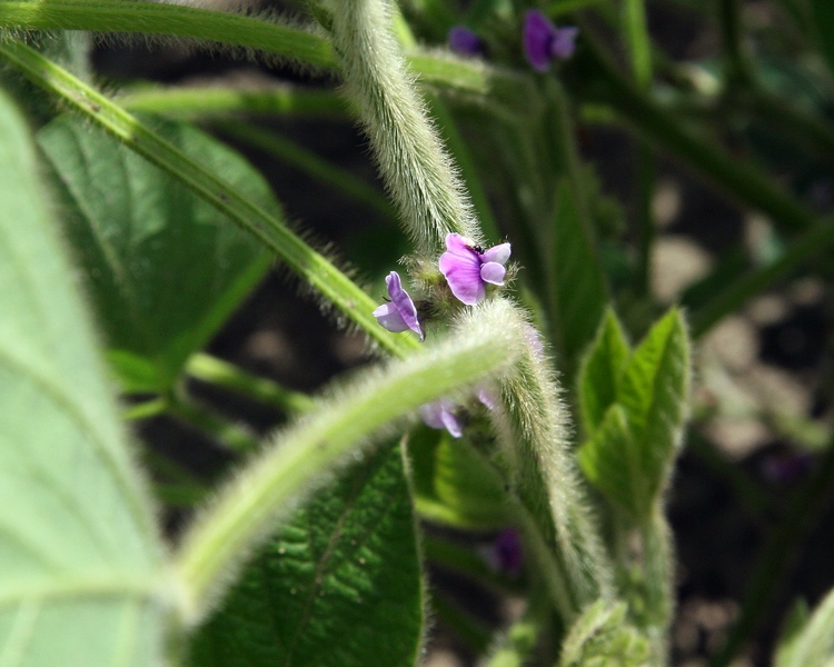 Archivo:Soybean flowers.png