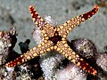 Sea star from Komodo National Park, Indonesia.