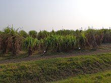 Sugarcane re.jpg