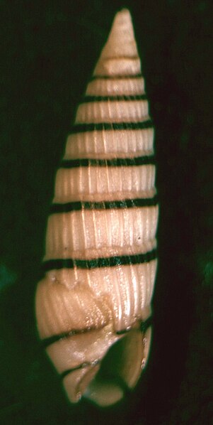 File:Terenolla pygmaea 001.jpg