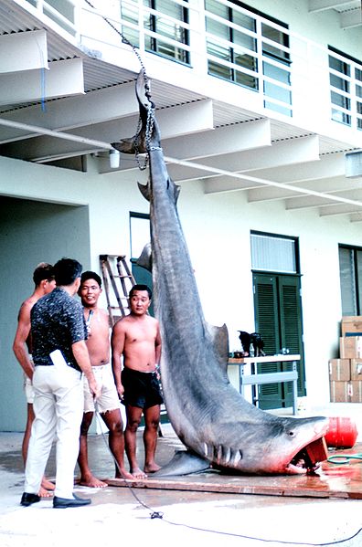 Файл:Tiger shark, Hawaii Aii.jpg