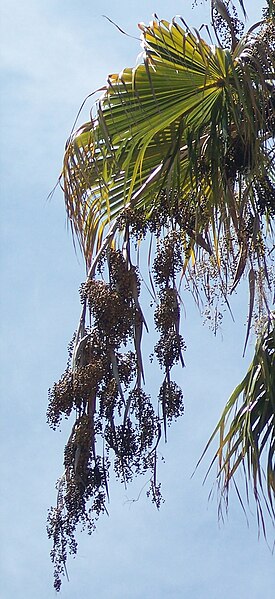 File:Washingtoniainfructescence.JPG