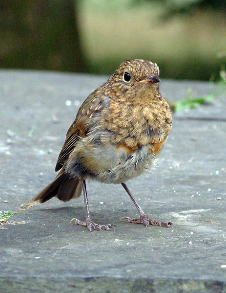 Файл:Young-robin-lg-wikipedia.jpg