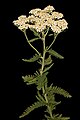 Image 7Yarrow, a medicinal plant found in human-occupied caves in the Upper Palaeolithic period. (from History of medicine)