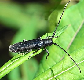 Agapanthia intermedia