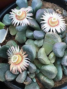 Aloinopsis schooneesii00.jpg