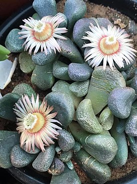 Aloinopsis schooneesii