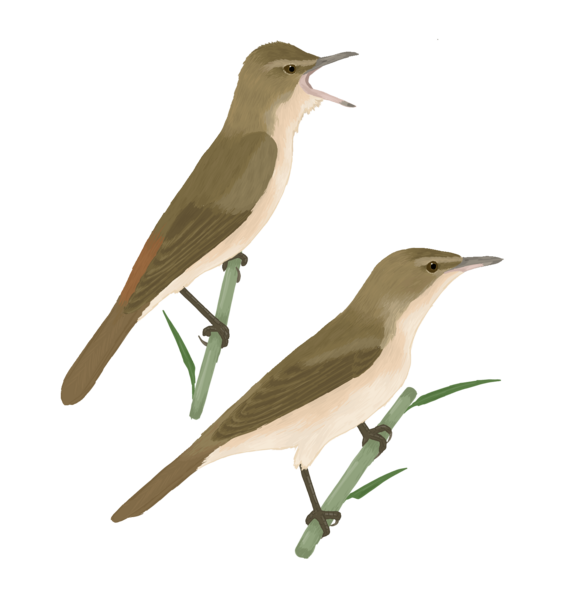 File:Astentoreus brunnescens illustration.png